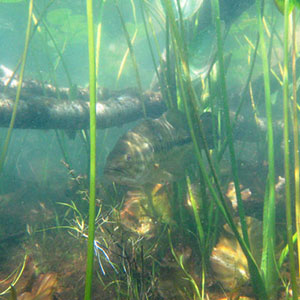 rock bass swimming amongst healthy vegetation and fish sticks