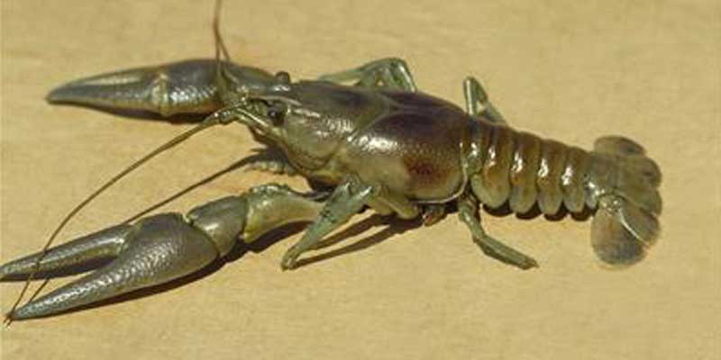 Rusty Crayfish, Photo Credit: Jeff Gunderson, MN Sea Grant