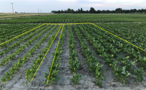Nitrogen treatments on Sugar beet at 33% of full irrigation level.