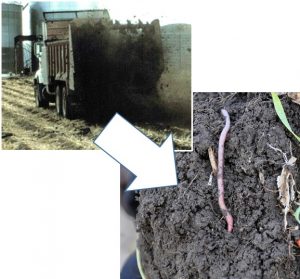 manure application adds to soil health