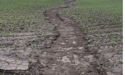 Corn field with no residuse and significant soil erosion. Can manure be part of the solution for the erosion in this photo?