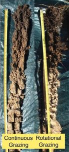 photo of soil cores from land under different grazing practices