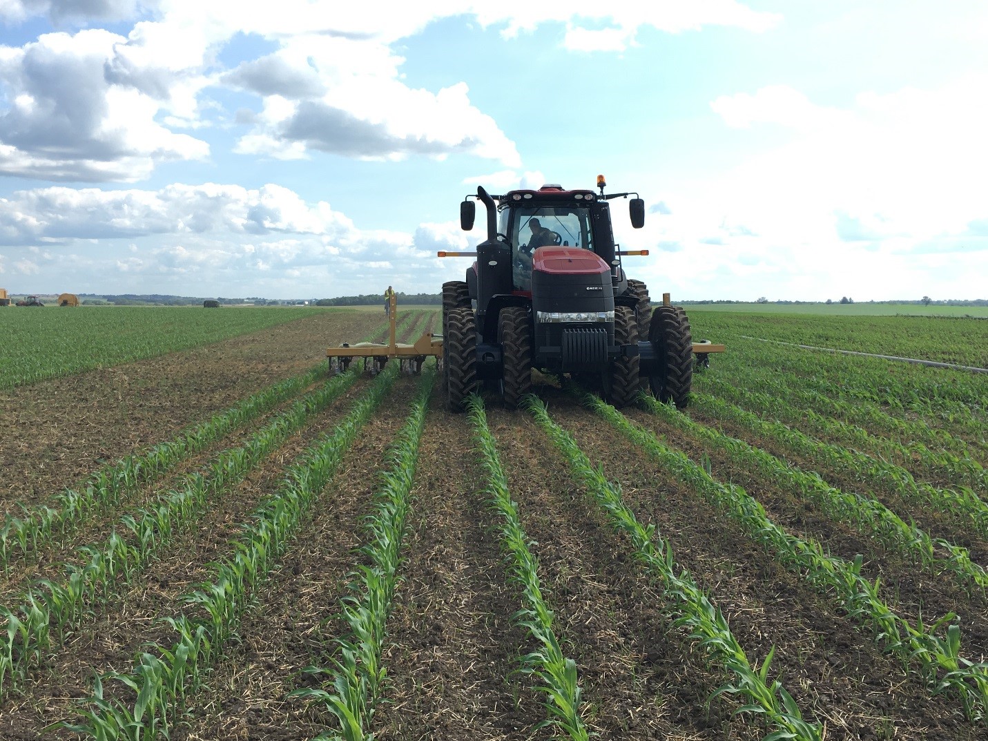 Manure being applied in the corn field, using a drag-hose system.