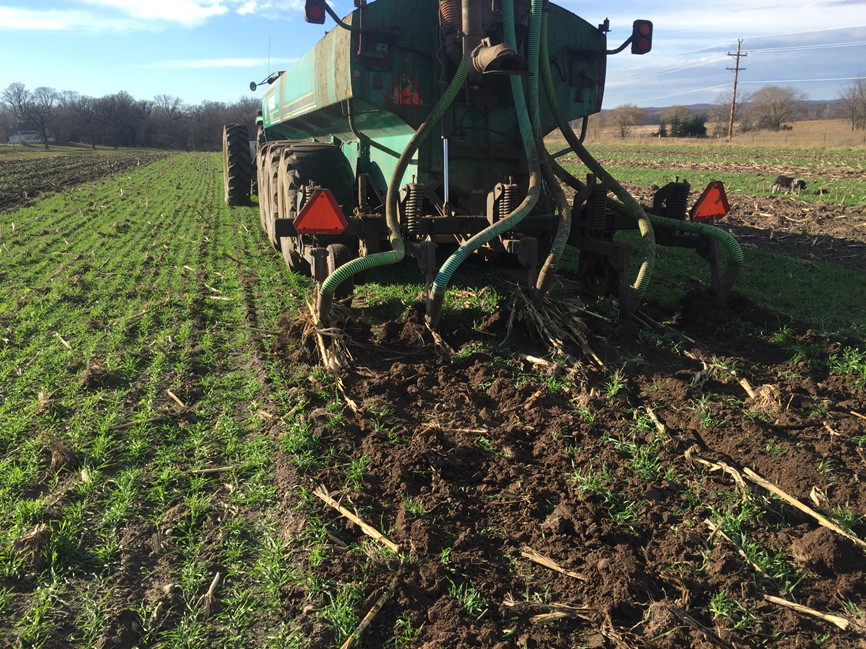 Fall manure injection into cereal rye cover crop.