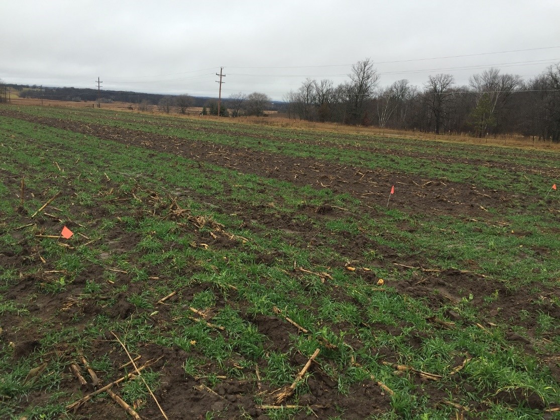 Cereal rye at same location two weeks after manure injection
