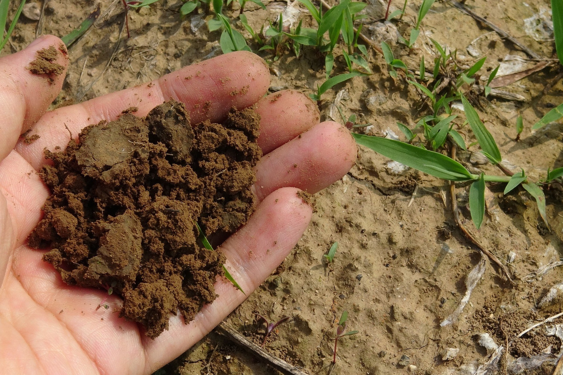 Hand with Soil