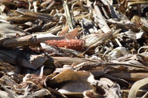 photo of corn stalk residue following harvest.
