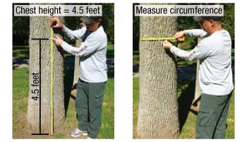 Measuring diameter of a tree