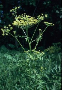 Wild Parsnip - Online Virtual Flora of Wisconsin. 2017. http//:wisflora.herbarium.wisc.edu. Accessed on July 25.