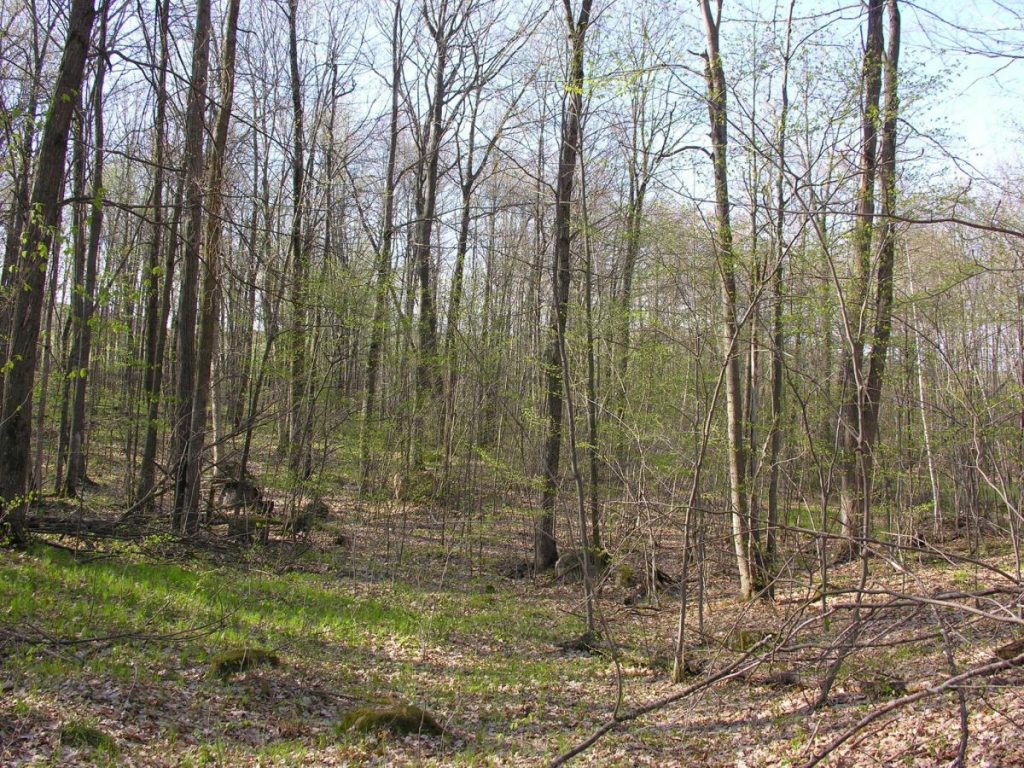 Woods in May