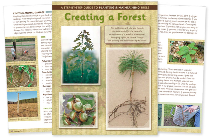 planting and maintaining trees booklet